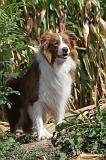 BORDER COLLIE 012